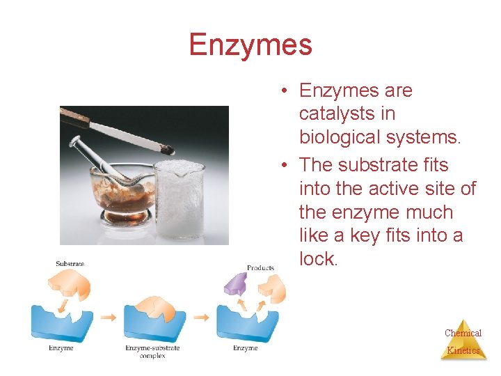 Enzymes • Enzymes are catalysts in biological systems. • The substrate fits into the