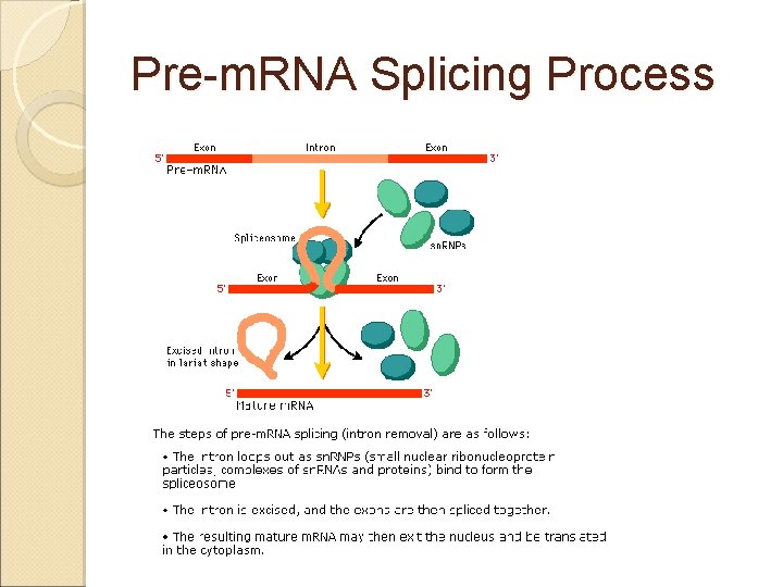 Pre-m. RNA Splicing Process 