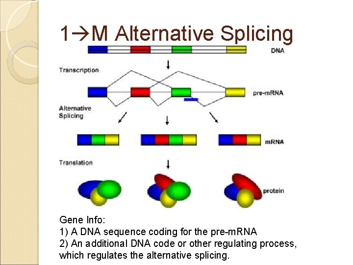 1 M Alternative Splicing Gene Info: 1) A DNA sequence coding for the pre-m.