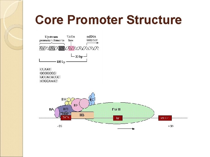Core Promoter Structure 