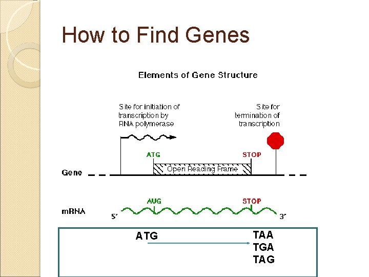 How to Find Genes ATG TAA TGA TAG 