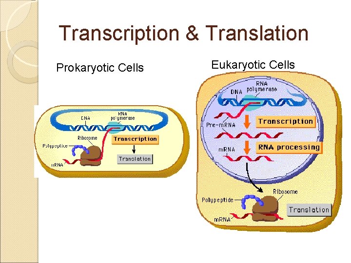 Transcription & Translation Prokaryotic Cells Eukaryotic Cells 