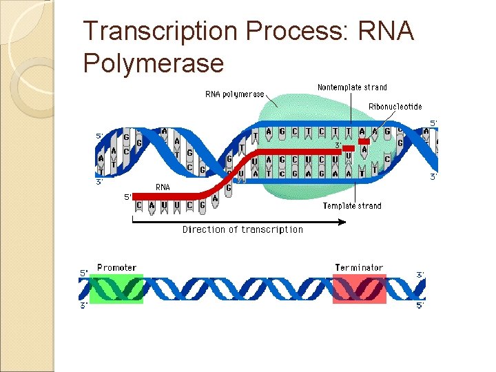Transcription Process: RNA Polymerase 