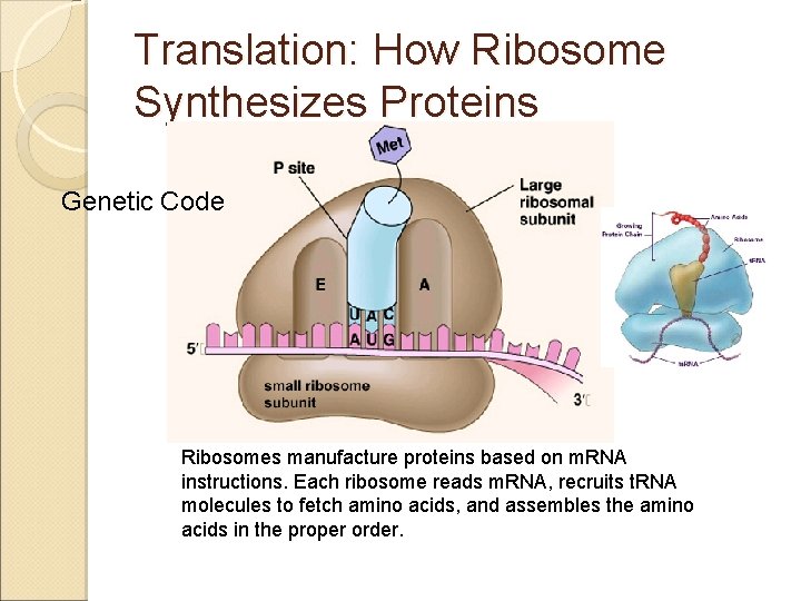 Translation: How Ribosome Synthesizes Proteins Genetic Code Ribosomes manufacture proteins based on m. RNA