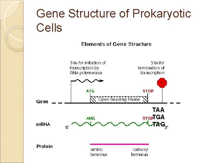 Gene Structure of Prokaryotic Cells TAA TGA TAG 