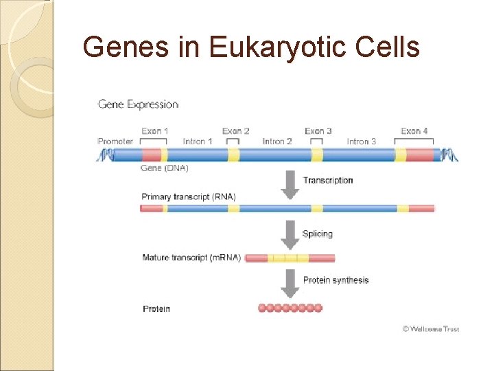 Genes in Eukaryotic Cells 