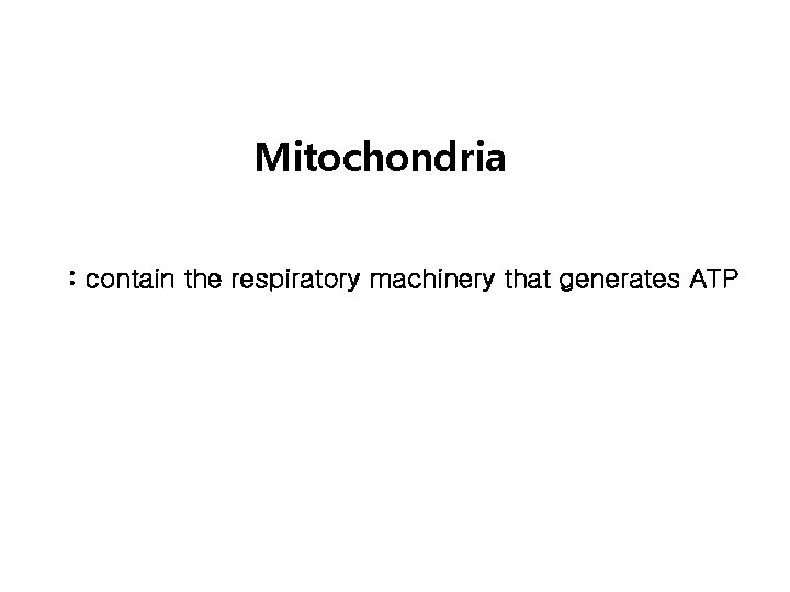 Mitochondria : contain the respiratory machinery that generates ATP 