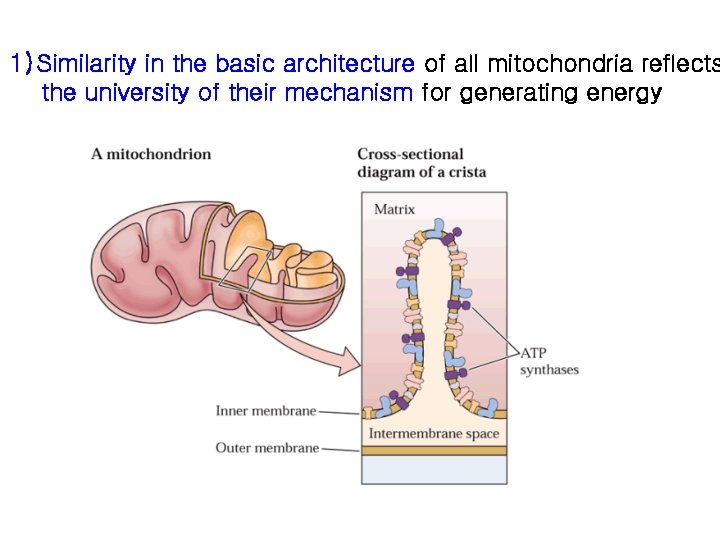 1) Similarity in the basic architecture of all mitochondria reflects the university of their