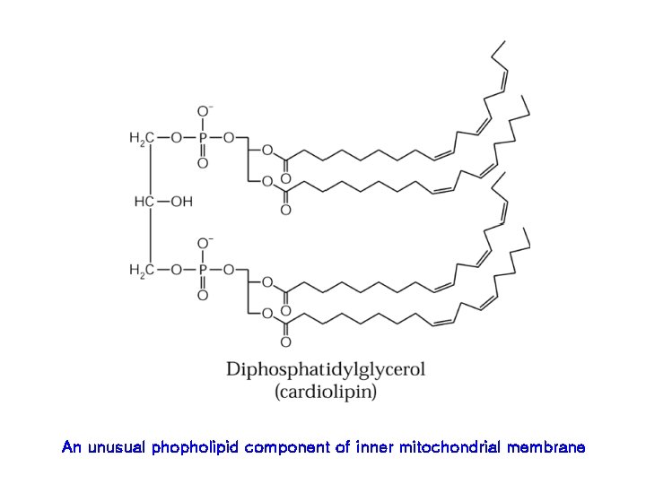 An unusual phopholipid component of inner mitochondrial membrane 