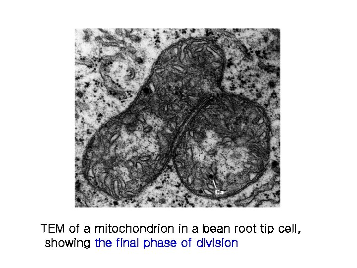 TEM of a mitochondrion in a bean root tip cell, showing the final phase