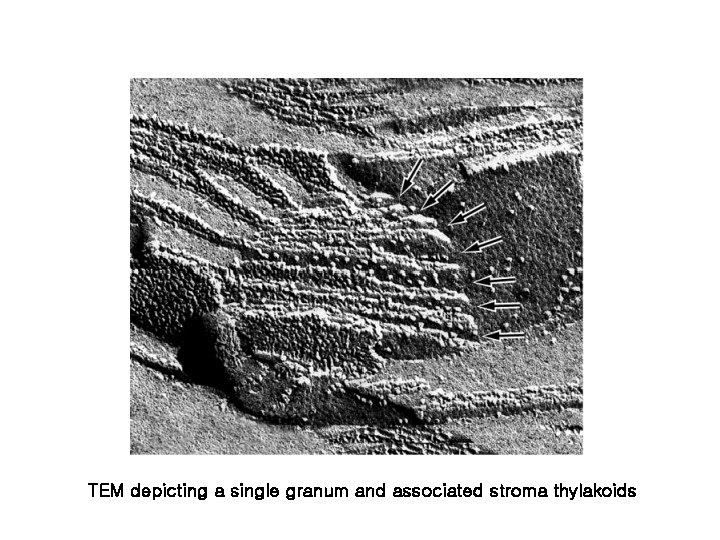 TEM depicting a single granum and associated stroma thylakoids 