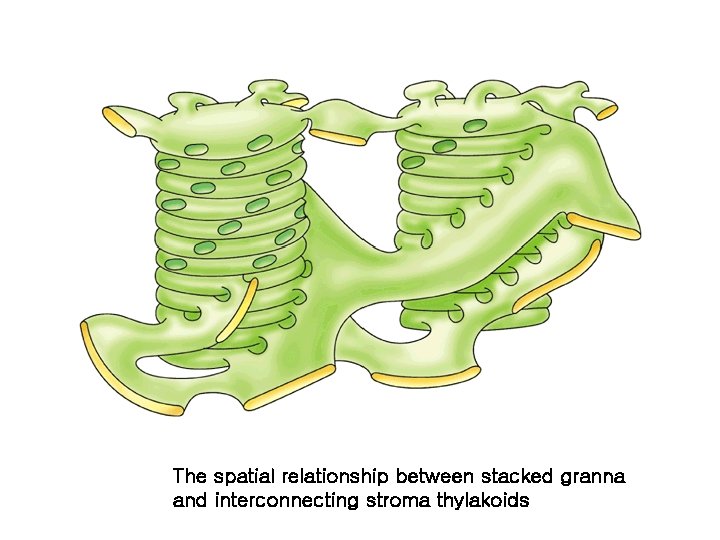 The spatial relationship between stacked granna and interconnecting stroma thylakoids 