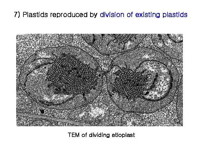 7) Plastids reproduced by division of existing plastids TEM of dividing etioplast 