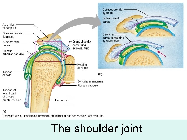 The shoulder joint 