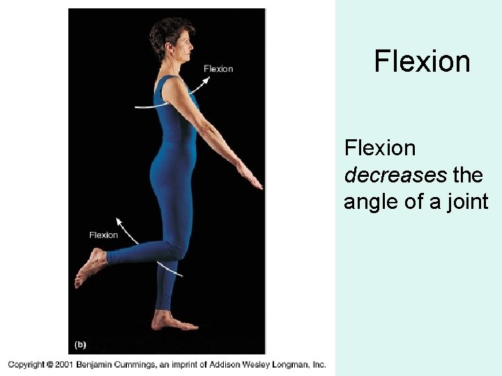 Flexion decreases the angle of a joint 