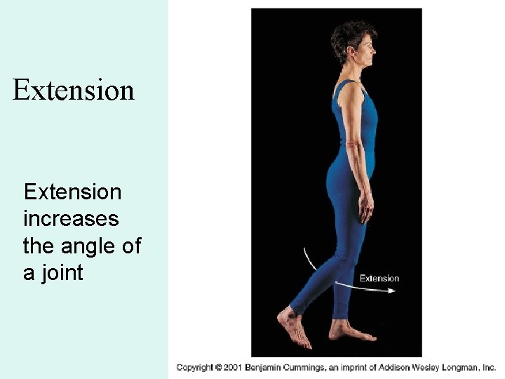 Extension increases the angle of a joint 