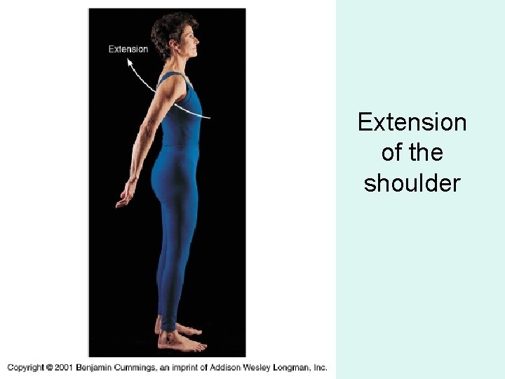 Extension of the shoulder 