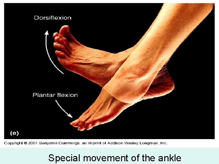 Special movement of the ankle Special movement of the ankle