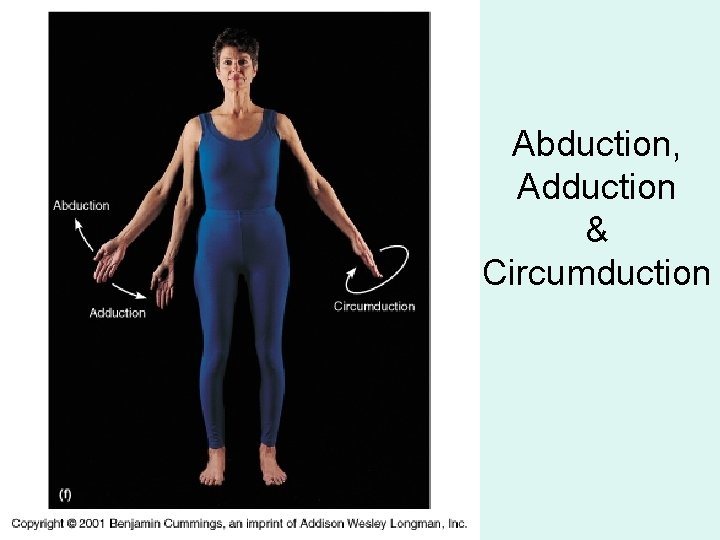 Abduction, Adduction & Circumduction 