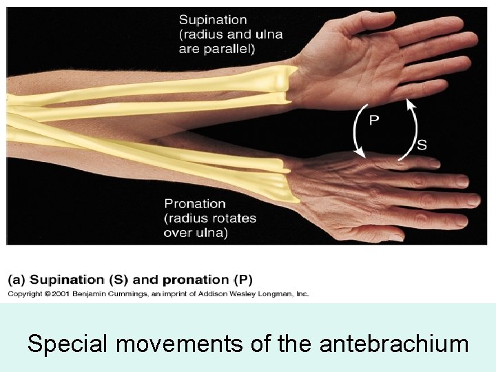 Special movements of the antebrachium 