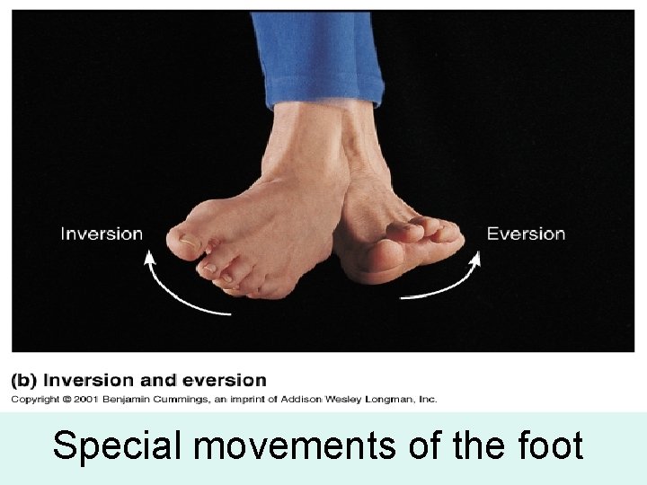 Special movements of the foot 