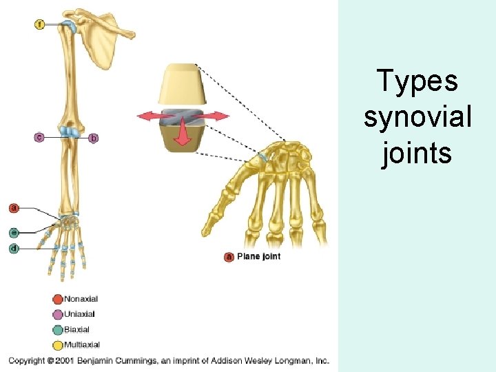 Types synovial joints 