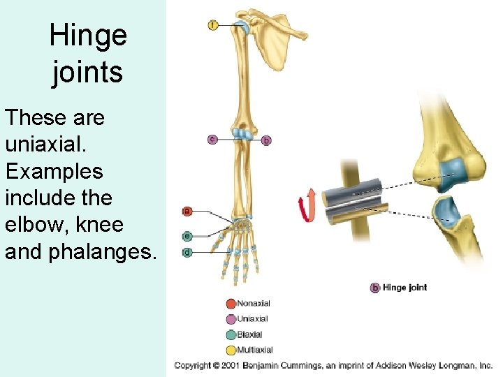Hinge joints These are uniaxial. Examples include the elbow, knee and phalanges. 