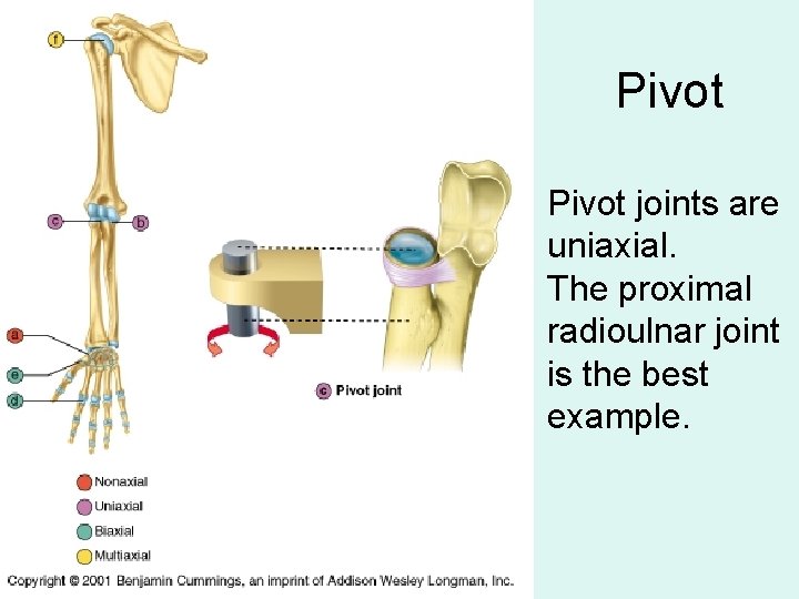 Pivot joints are uniaxial. The proximal radioulnar joint is the best example. 