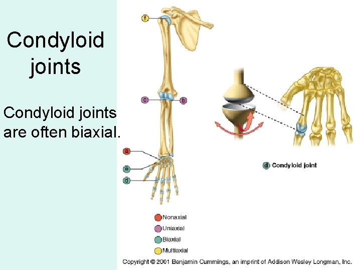 Condyloid joints are often biaxial. 