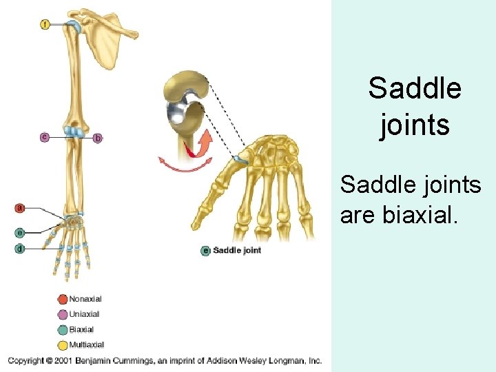 Saddle joints are biaxial. 