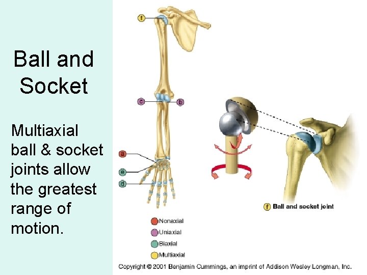 Ball and Socket Multiaxial ball & socket joints allow the greatest range of motion.