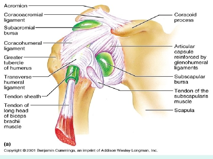 The Shoulder 