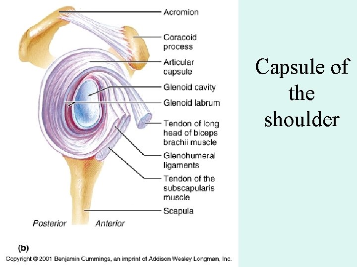 Capsule of the shoulder 