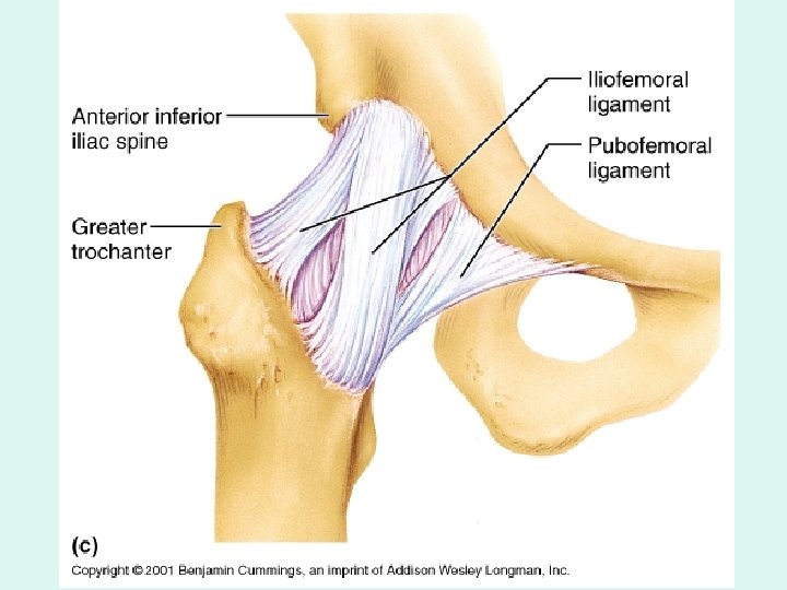 Extracapsular ligaments of the hip a. 