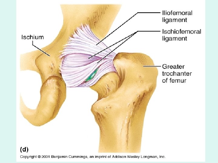Extracapsular ligaments of the hip b. Extracapsular ligaments of the hip b.