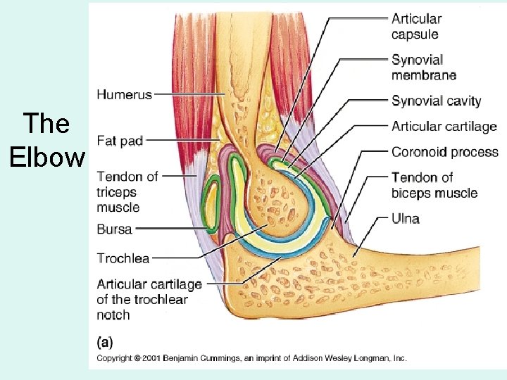 The Elbow 