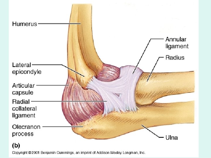 The Elbow b. The Elbow b.