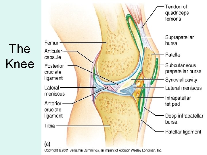 The Knee The Knee