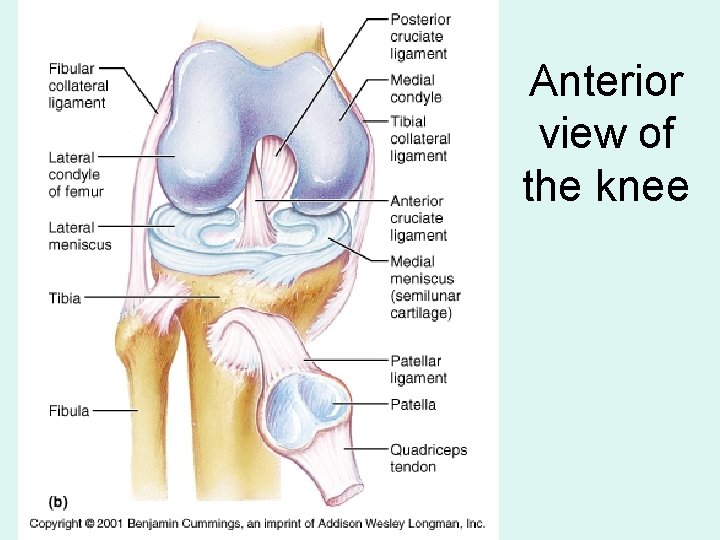 Anterior view of the knee 
