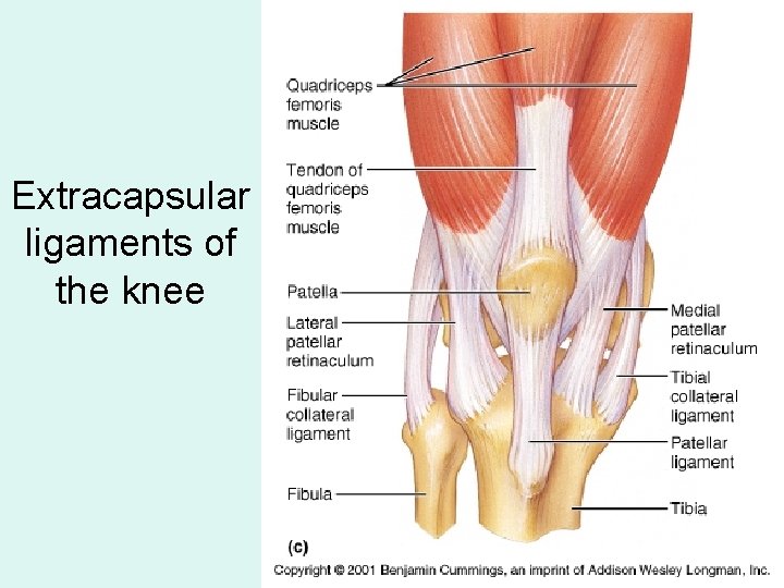 Extracapsular ligaments of the knee 