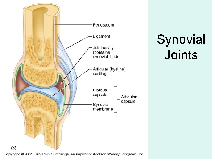 Synovial Joints 