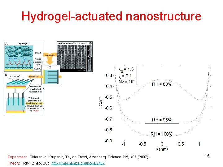 Hydrogel-actuated nanostructure Experiment: Sidorenko, Krupenin, Taylor, Fratzl, Aizenberg, Science 315, 487 (2007). Theory: Hong,