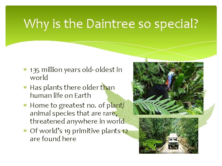 Why is the Daintree so special? 135 million years old- oldest in world Has