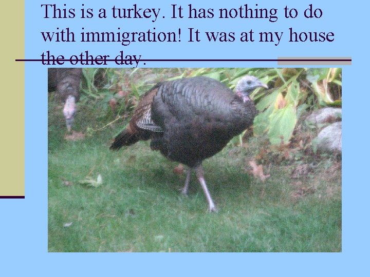 This is a turkey. It has nothing to do with immigration! It was at