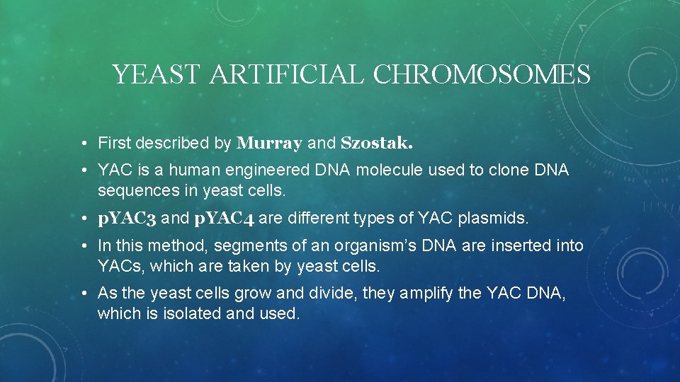 YEAST ARTIFICIAL CHROMOSOMES • First described by Murray and Szostak. • YAC is a