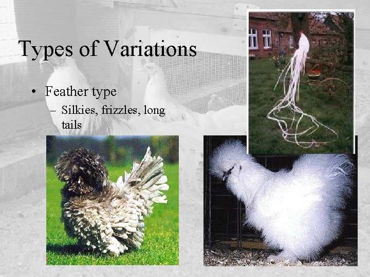 Types of Variations • Feather type – Silkies, frizzles, long tails 