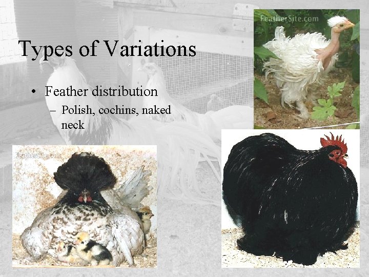 Types of Variations • Feather distribution – Polish, cochins, naked neck 