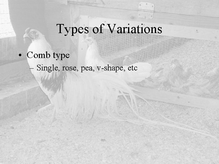 Types of Variations • Comb type – Single, rose, pea, v-shape, etc 