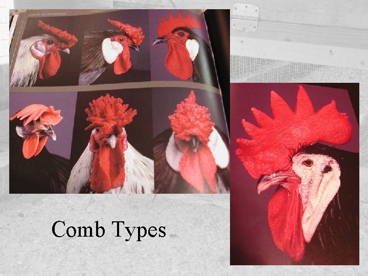 Comb Types 