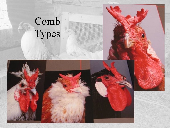 Comb Types 